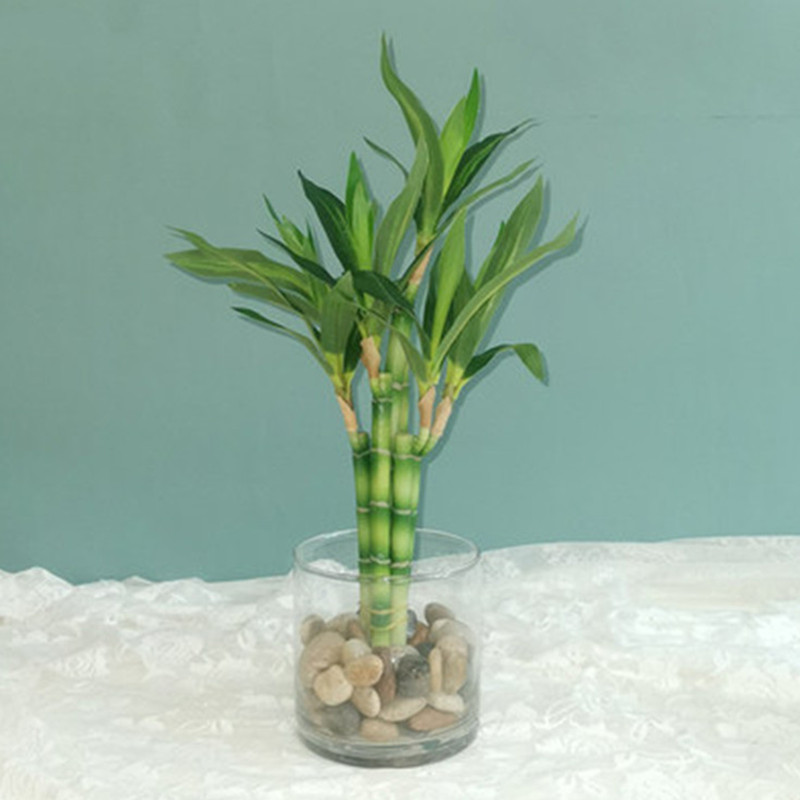 Aquarium Fish Pot - جديد 40 سنتيمتر rFtificial محظوظ الخيزران