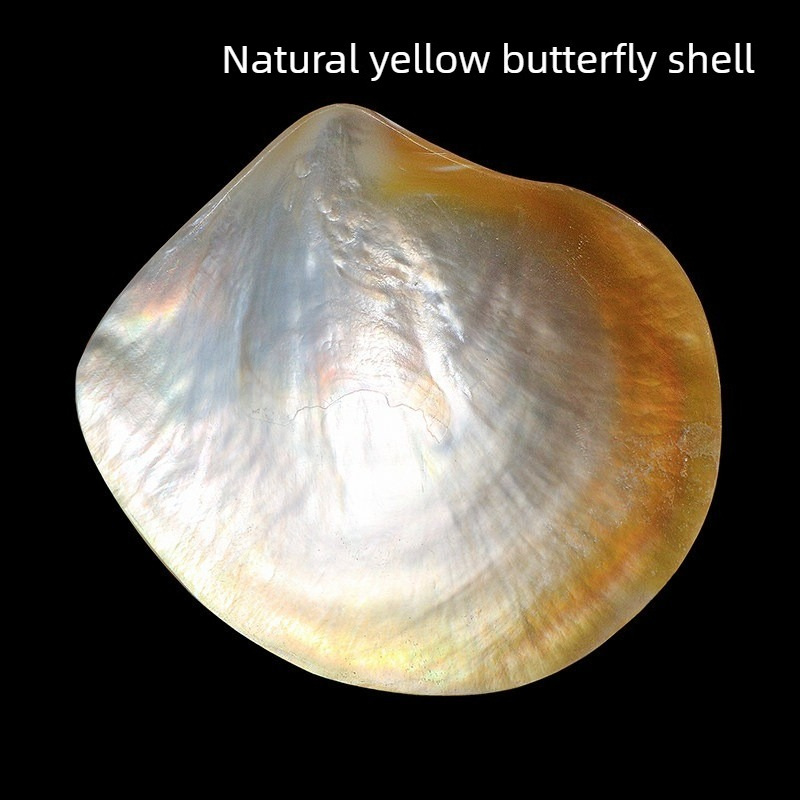 Aquarium Fish Yellow - مجموعة أصداف الفراشة الصفراء الطبيعية لتزيين