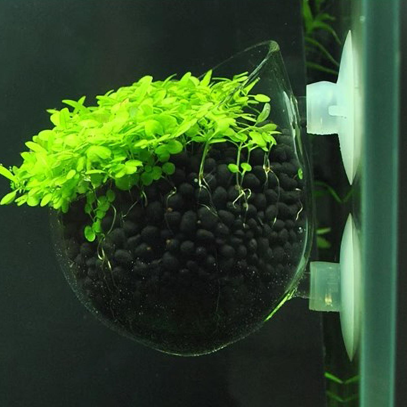 Aquarium Fish Pot - حامل نباتات الزينة الزجاجي مع أكواب