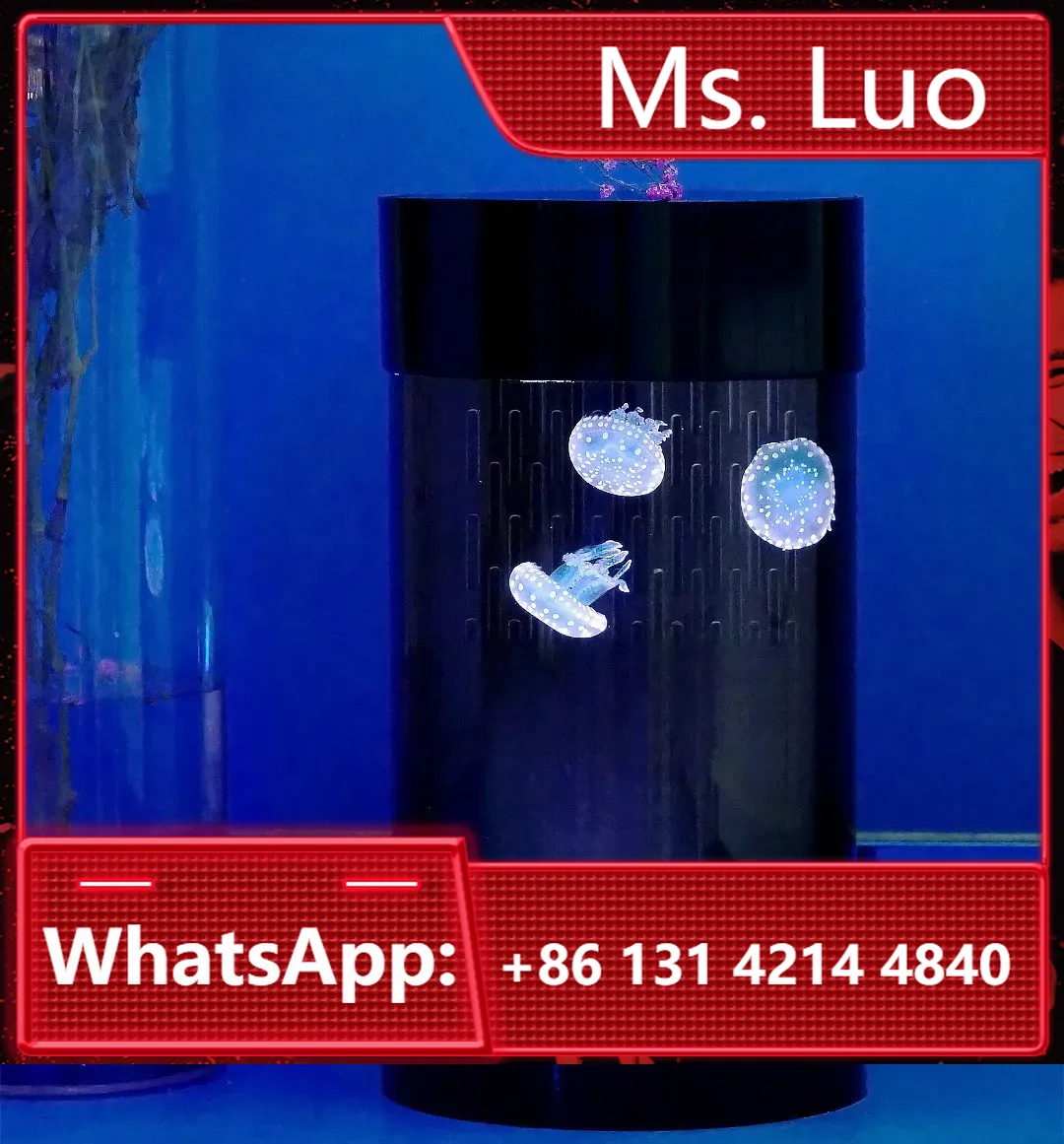 Aquarium Fish Amazon - أفضل حوض قناديل البحر على أمازون،