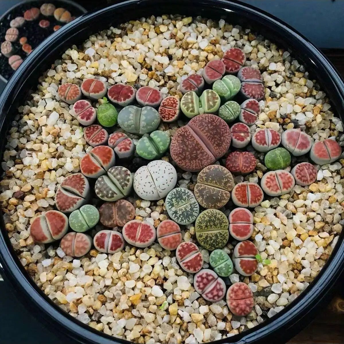 1 قطعة-250 جرام بلورات الطبيعي - مراجعة Aquarium Fish Pot وسعره