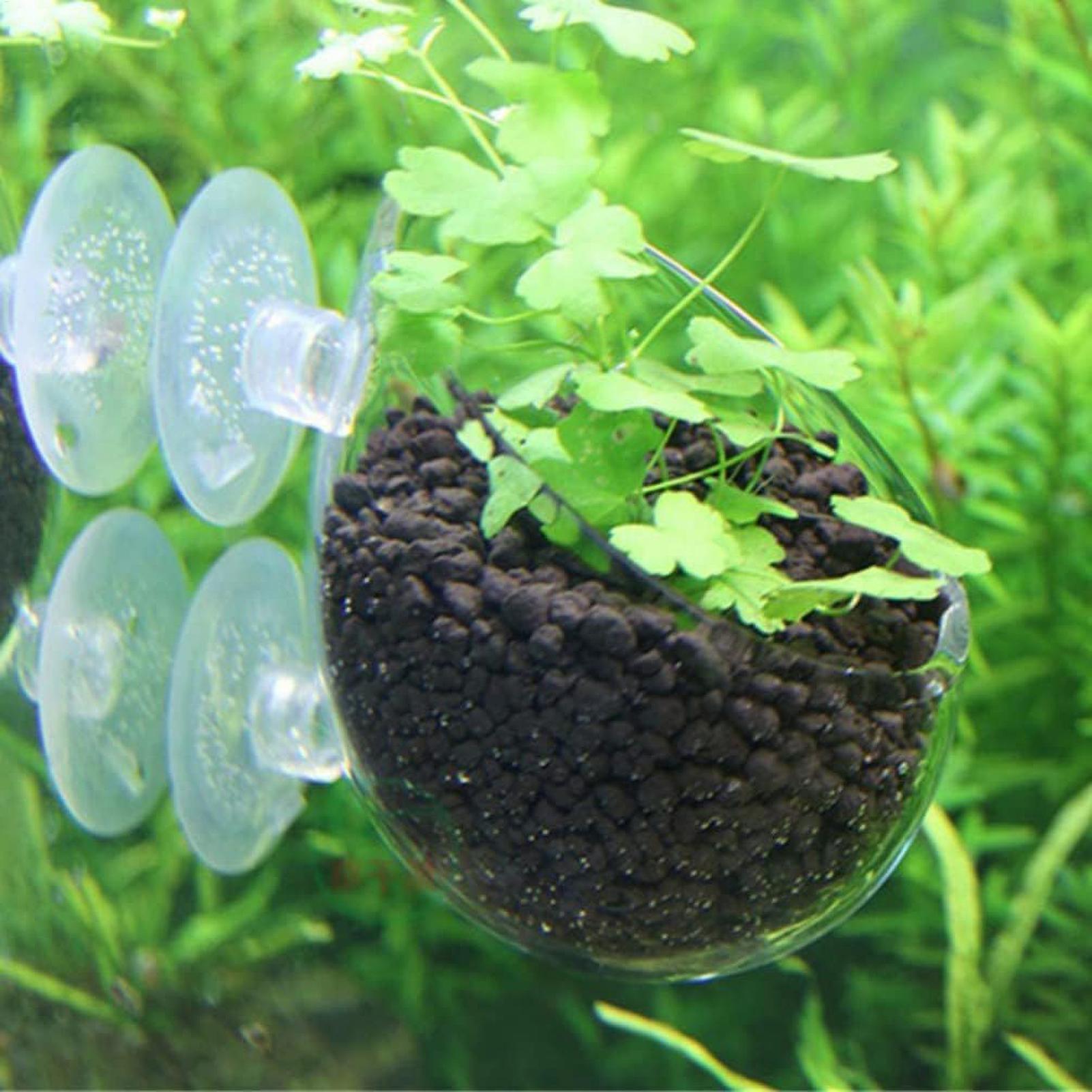 حامل نباتات الزينة الزجاجي مع  - مراجعة Aquarium Fish Pot وسعره