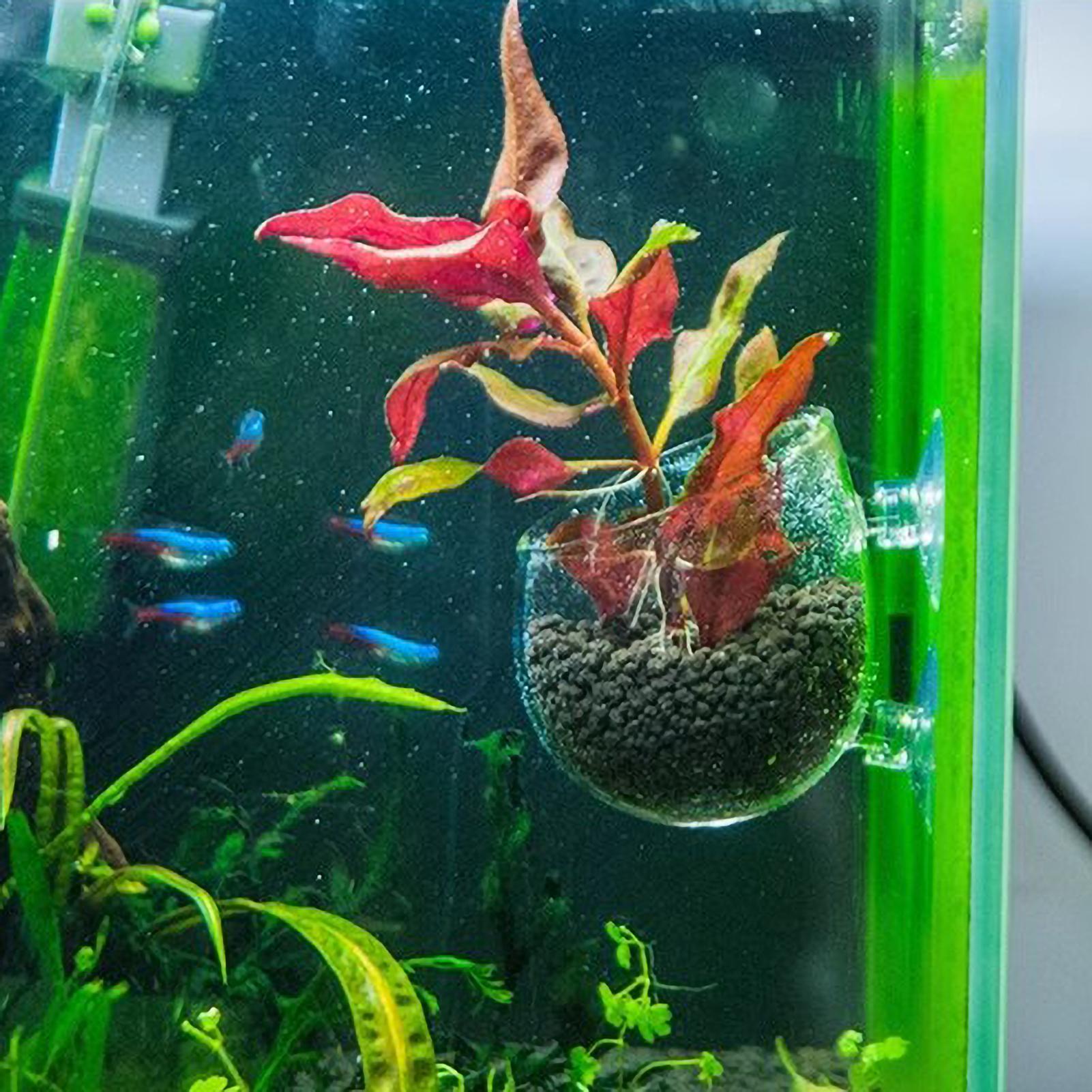 حامل نباتات الزينة الزجاجي مع  - مراجعة Aquarium Fish Pot وسعره