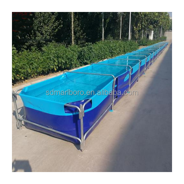 أحواض أسماك مربعة شفافة عالية  - مراجعة Aquarium Fish For Sale وسعره