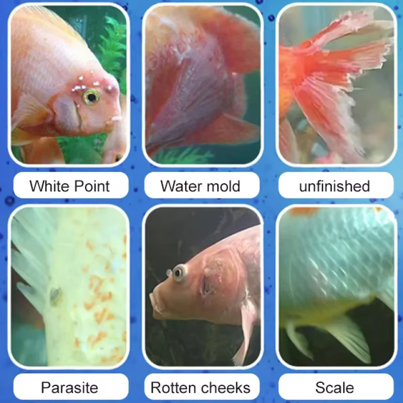 علاج أمراض السمك من سيكيزان وا - مراجعة Aquarium Fish Freshwater وسعره
