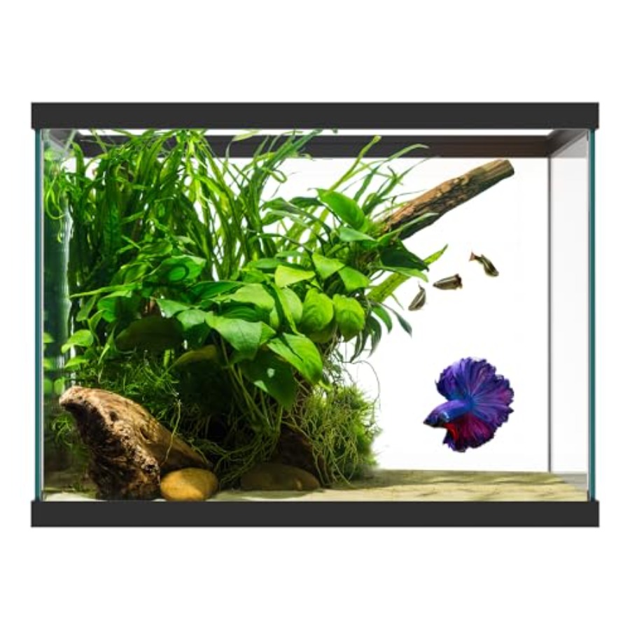 حوض سمك زجاجي سعة 20 جالون - 2 - مراجعة Aquarium Fish Big وسعره