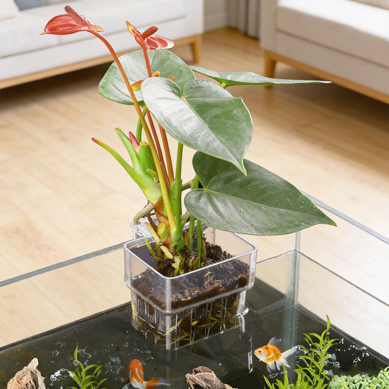 وعاء شفاف قابل للتعليق لحمل نب - مراجعة Aquarium Fish Pot وسعره
