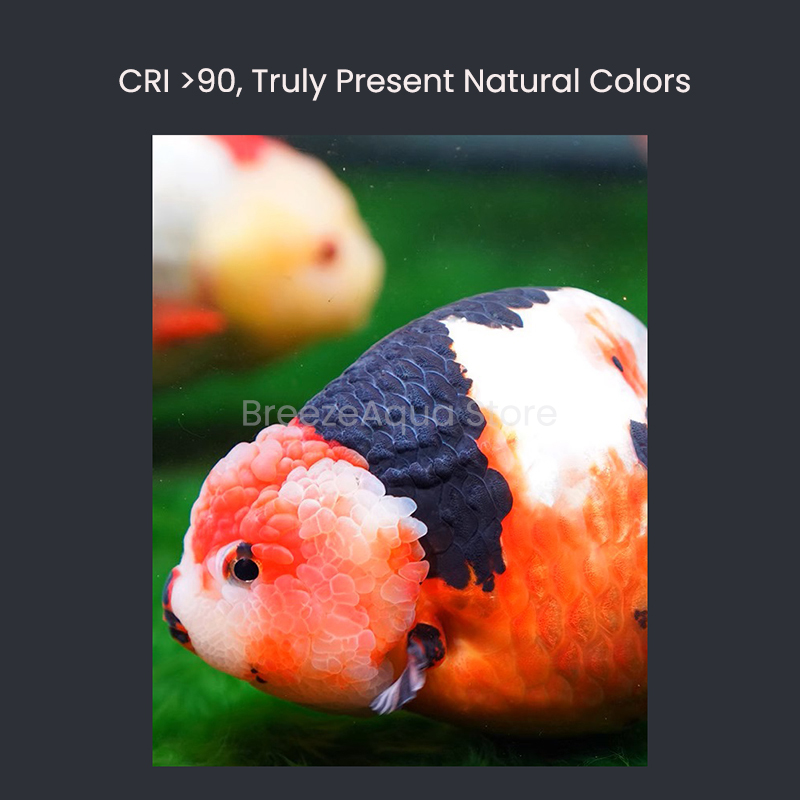 MAYIN سوبر اللون 100 واط الميا - مراجعة Aquarium Fish Colour وسعره