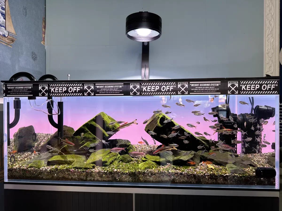 RGB الاكريليك خزان الأسماك خلف - مراجعة Aquarium Fish Colour وسعره