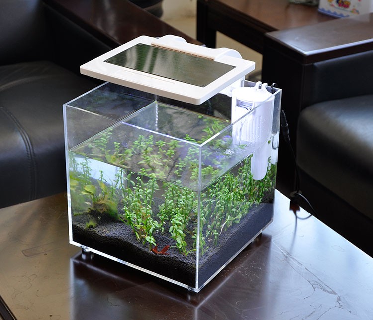 حوض سمك مارينا صغير من الأكريل - مراجعة Aquarium Fish For Sale وسعره