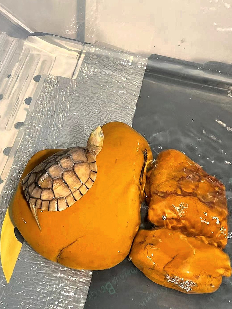 منصة استلقاء للسلاحف من حجر ال - مراجعة Aquarium Fish Yellow وسعره